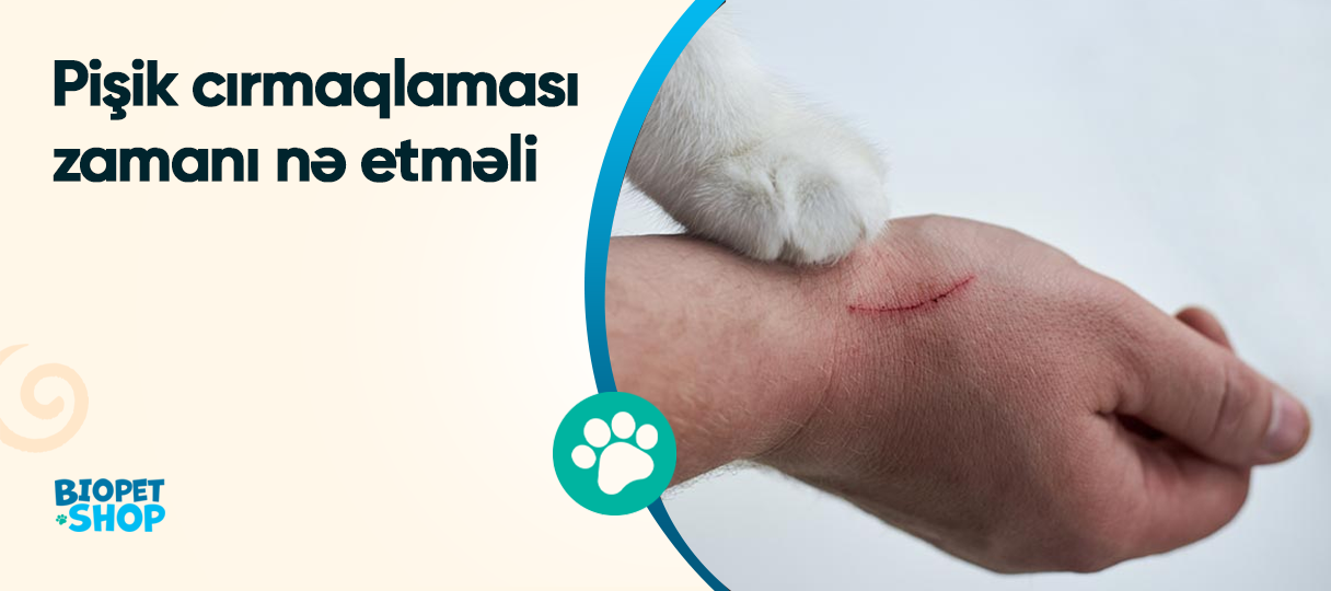 Pişik cırmaqlaması zamanı nə etməli