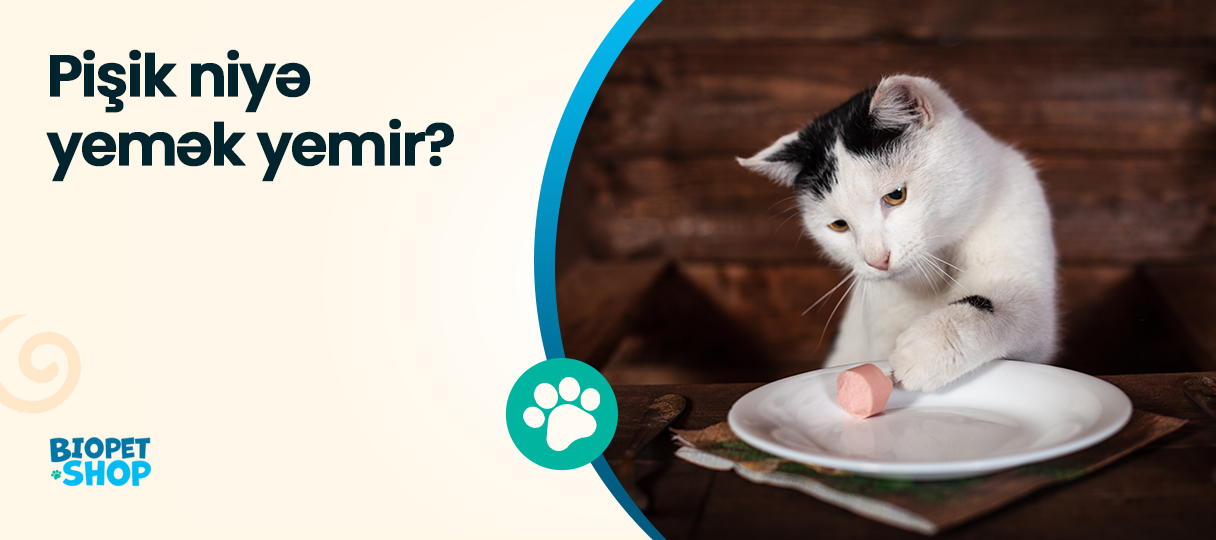 Pişik niyə yemək yemir?