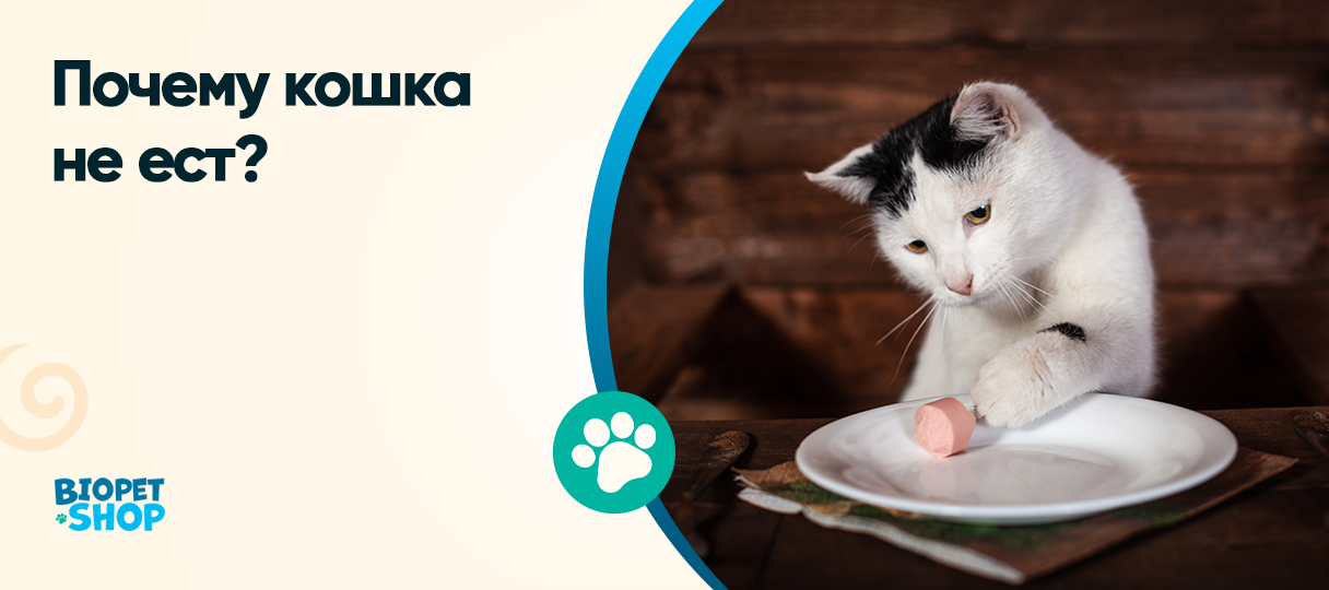 Почему кошка не ест?