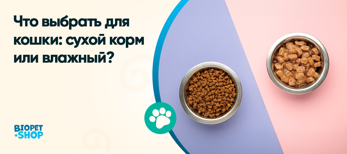 Что выбрать для кошки: сухой корм или влажный?