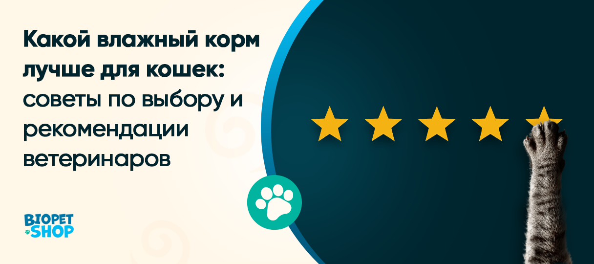 Какой влажный корм лучше для кошек: советы по выбору и рекомендации ветеринаров
