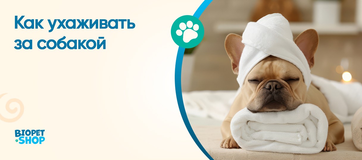 Как ухаживать за собакой?
