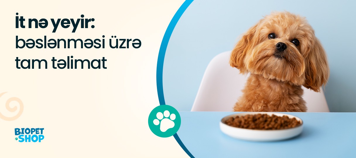 İt nə yeyir: bəslənməsi üzrə tam təlimat