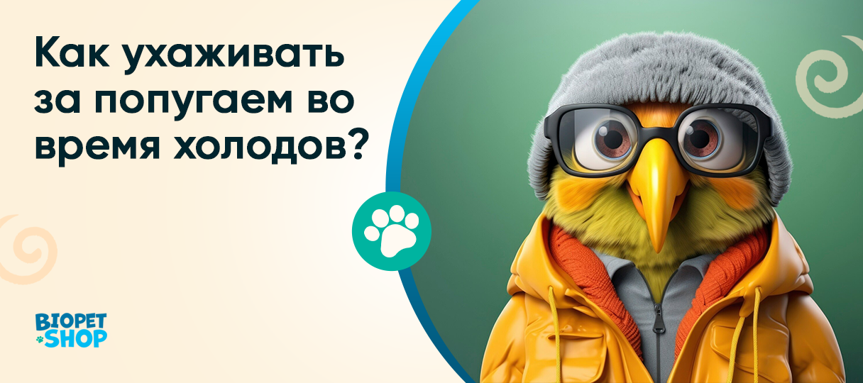 Как ухаживать за попугаем во время холодов?