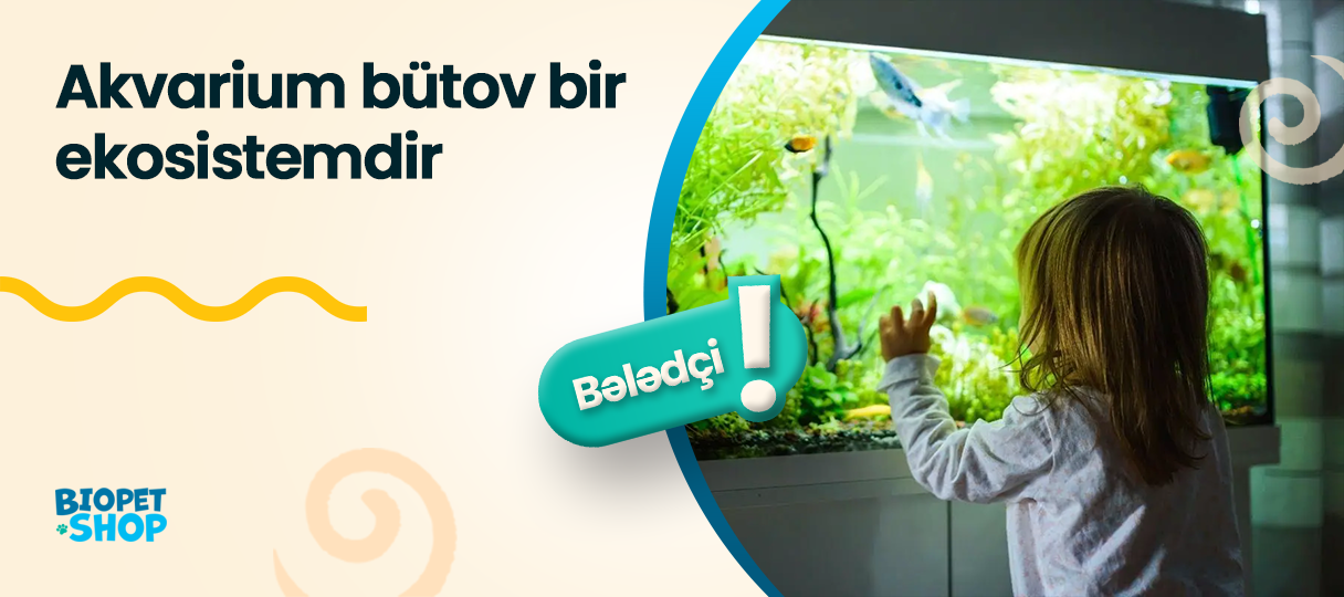 Yeni akvarium sahibi nələri bilməli