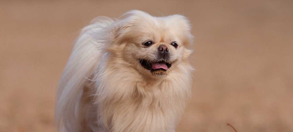 Pekines