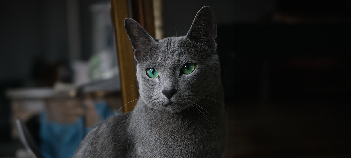 Русская голубая кошка