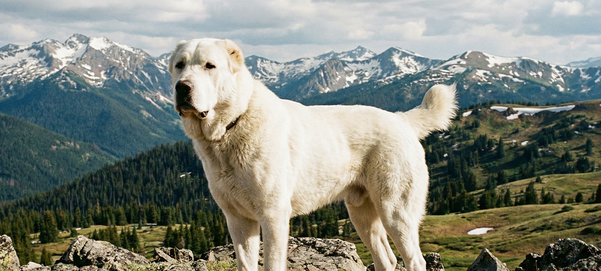 Alabay (Mərkəzi Asiya çoban iti)
