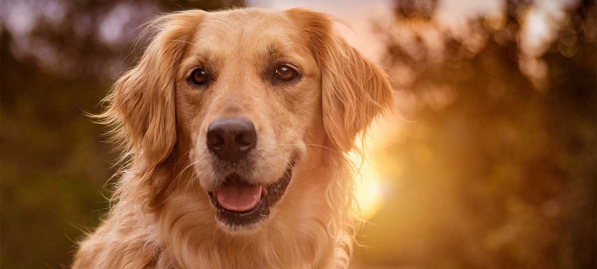 Золотистый ретривер (Golden retriever)