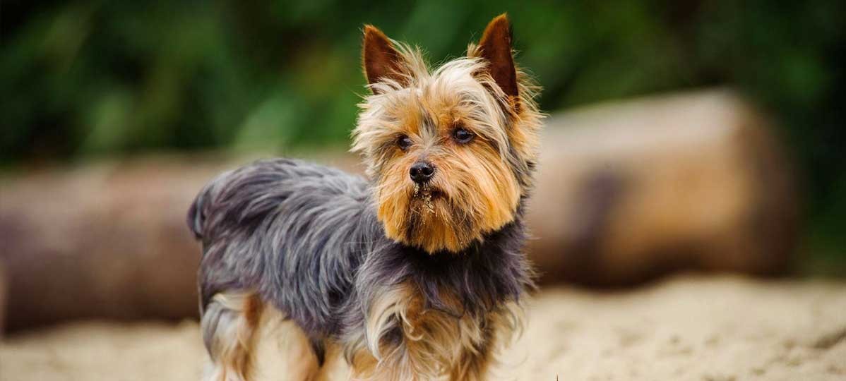 Yorkşir teryer (Yorkshire terrier)