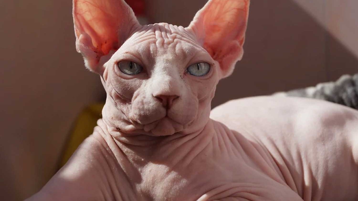 Kuchli sonlarning porno fotosuratlari Xarkov viloyati, Bogoduxovdagi yalangoch ayollar fotosuratlari