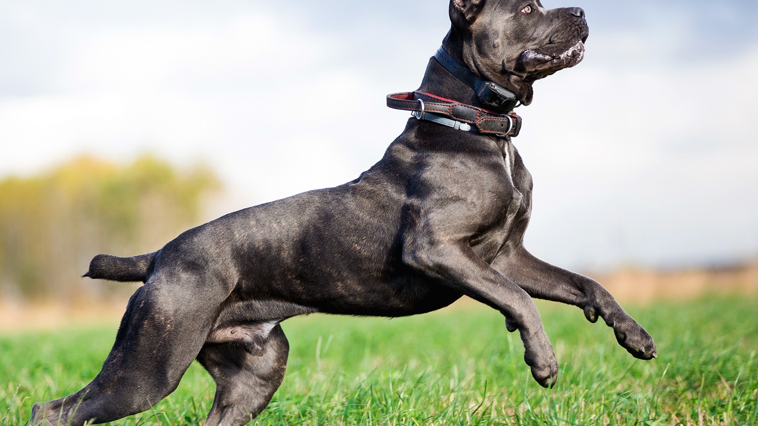 Daniela qol ish porno