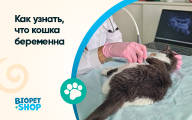 Как понять, что кошка беременна