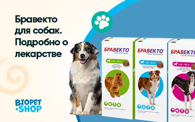 Бравекто для собак. Подробно о лекарстве