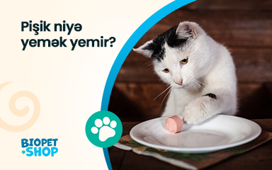 Pişik niyə yemək yemir?