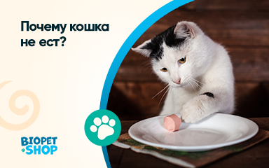 Почему кошка не ест?
