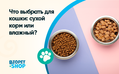 Что выбрать для кошки: сухой корм или влажный?