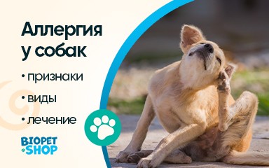 Аллергия у собак: признаки, виды, лечение