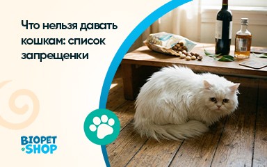 Что нельзя давать кошкам: список запрещенки