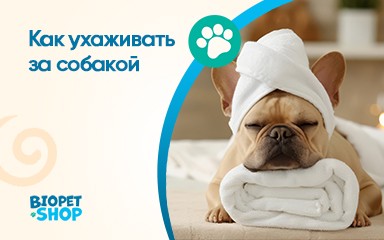 Как ухаживать за собакой?