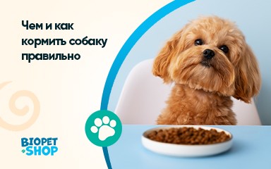 Чем и как кормить собаку правильно