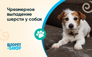 Какие собаки сильно линяют и как с этим бороться?