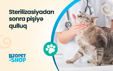 Sterilizasiyadan sonra pişiyə necə qulluq etməli