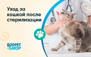 Как ухаживать за кошкой после стерилизации
