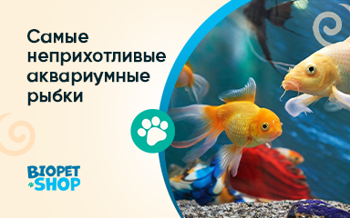 10 самых неприхотливых рыбок для аквариума