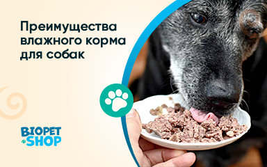 Влажный корм для собак: в чем плюсы?