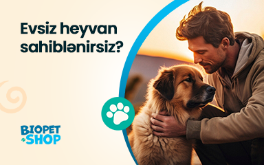 Evsiz heyvan sahiblənmək qərarına gəldiniz: nə etməli