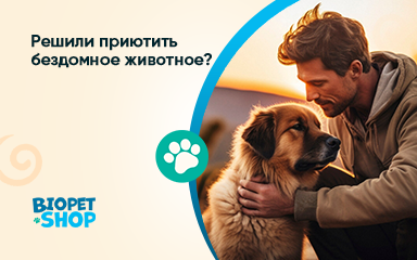 Решили приютить бездомное животное: что делать