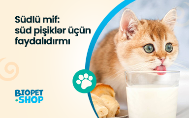 Südlü mif: süd pişiklər üçün faydalıdırmı