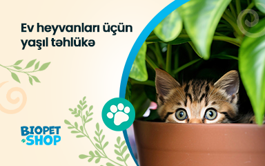 Ev heyvanları üçün yaşıl təhlükə