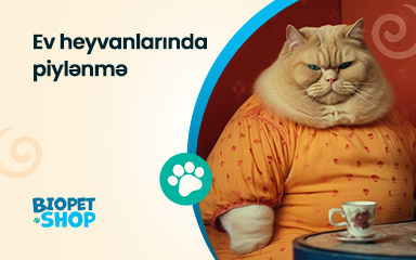 Ev heyvanlarında piylənmə: səbəbləri və fəsadları
