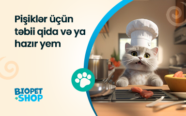 Təbii qida və hazır yem: pişikləri necə bəsləməli