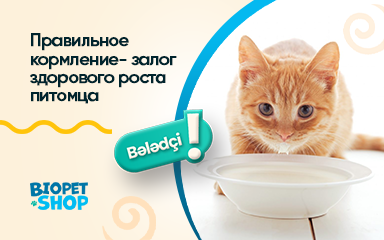 Как кормить котенка?