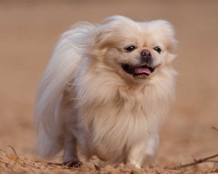 Pekines