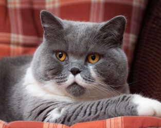 Британская короткошерстная кошка (British shorthair)