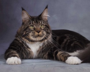 Кошка Мейн-кун (Maine coon)