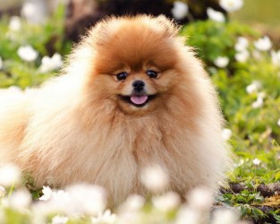 Pomeranian şpits