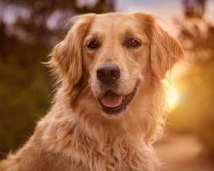 Golden retriever (Qızılı retriver)