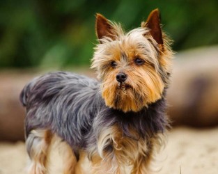 Йоркширский терьер (Yorkshire Terrier)