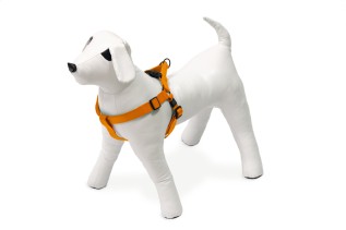 Beeztees Karlie Asp + Нейлоновая шлейка для собак, оранжевая, 25-40 см